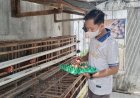 Rutan Kudus: Ayam Petelur Jadi Bekal Mandiri Warga Binaan